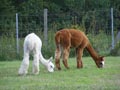 Alpakazucht Mecklenburg Vorpommern