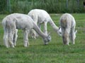 Alpakazucht Mecklenburg Vorpommern