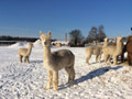 Alpakazucht Mecklenburg Vorpommern